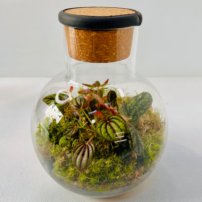 Glass  Terrarium  A Miniature Green World in A Mini Jar Hieght 25cm Width 17cm