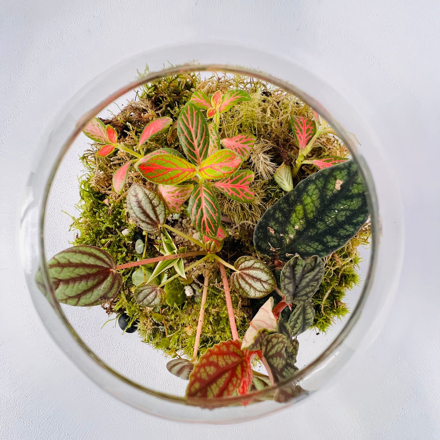 Glass  Terrarium  A Miniature Green World in A Mini Jar Hieght 25cm Width 17cm