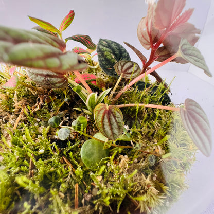 Glass  Terrarium  A Miniature Green World in A Mini Jar Hieght 25cm Width 17cm