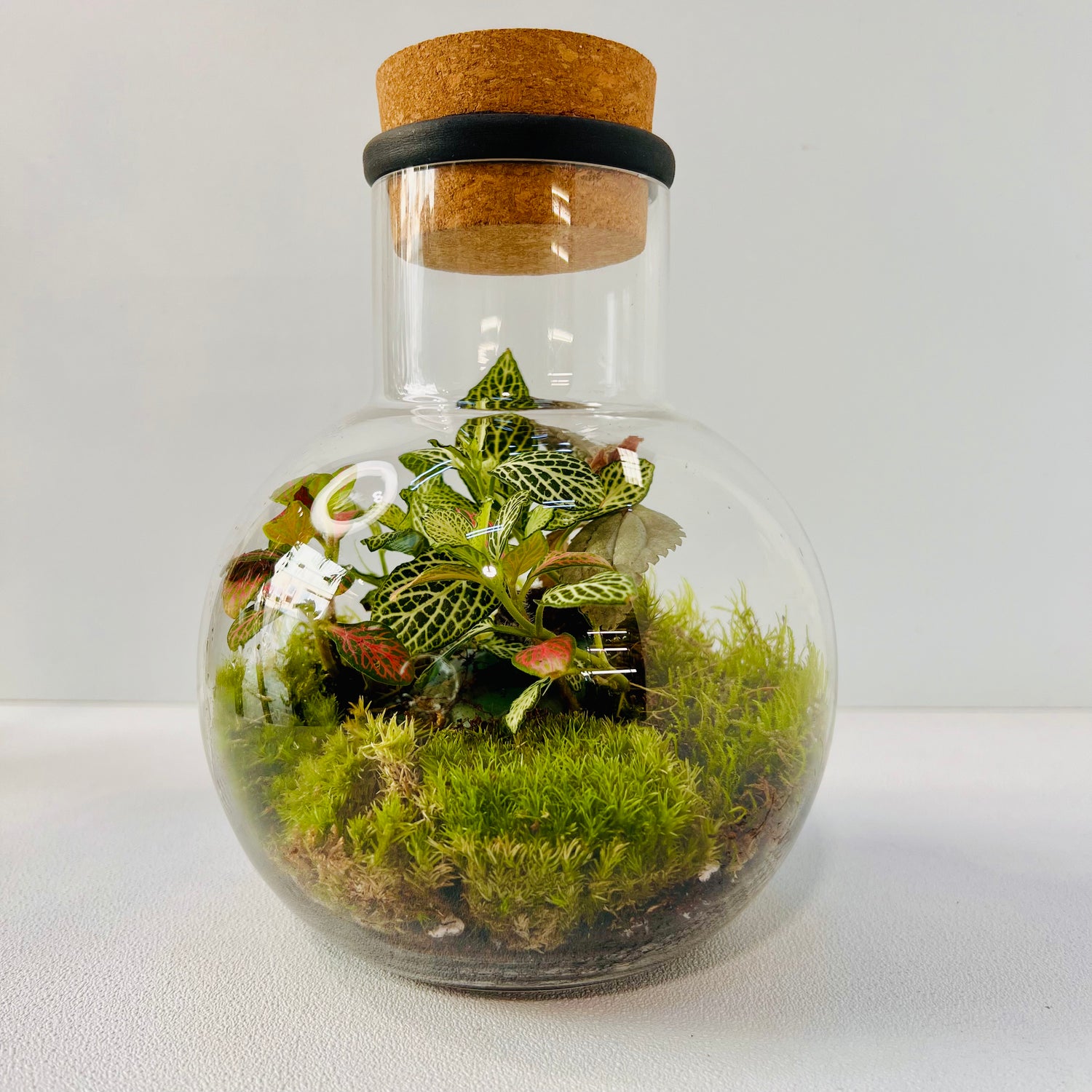 Mini Jar Terrarium Closed Terrarium Perfect Living Gift