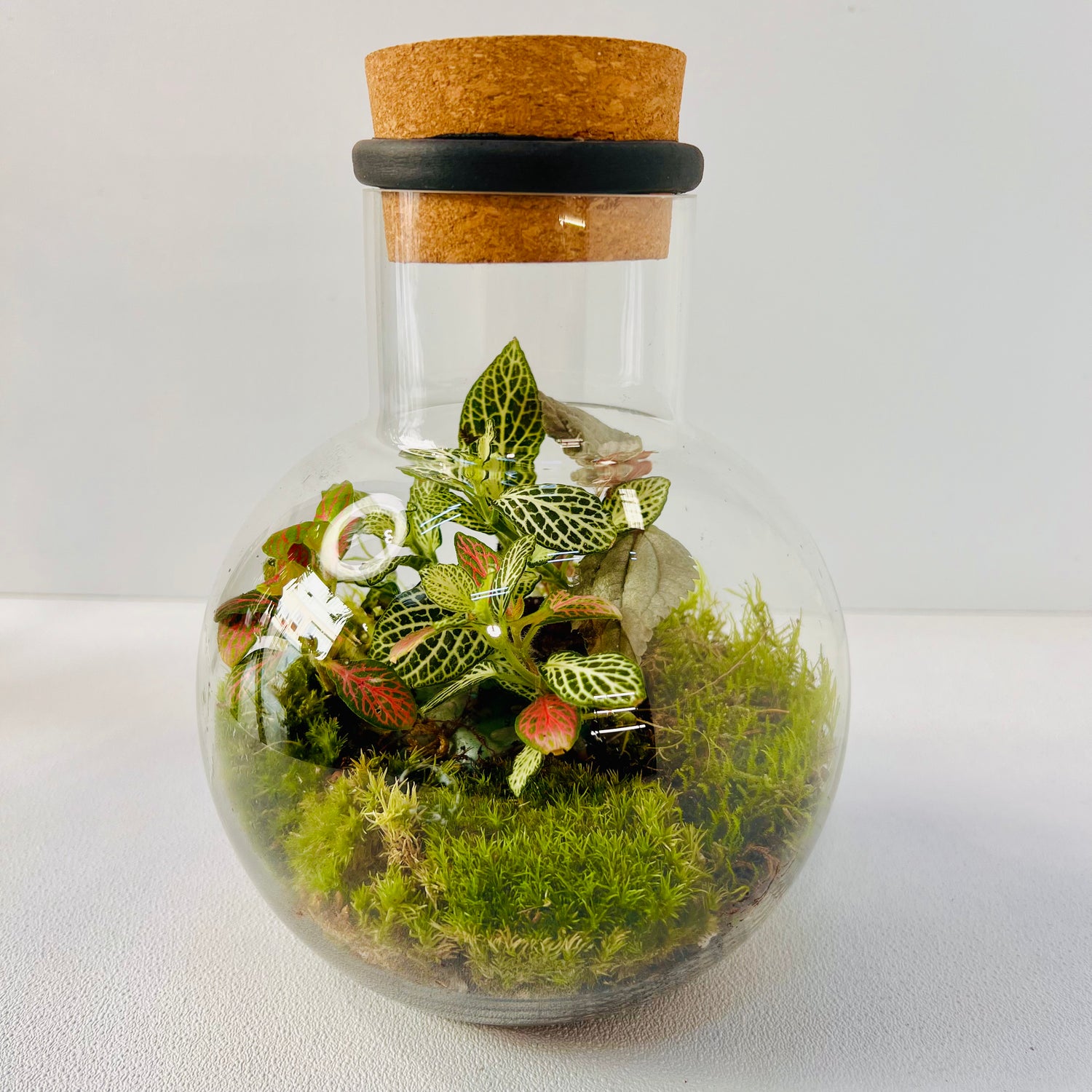 Mini Jar Terrarium Closed Terrarium Perfect Living Gift