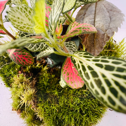 Mini Jar Terrarium Closed Terrarium Perfect Living Gift