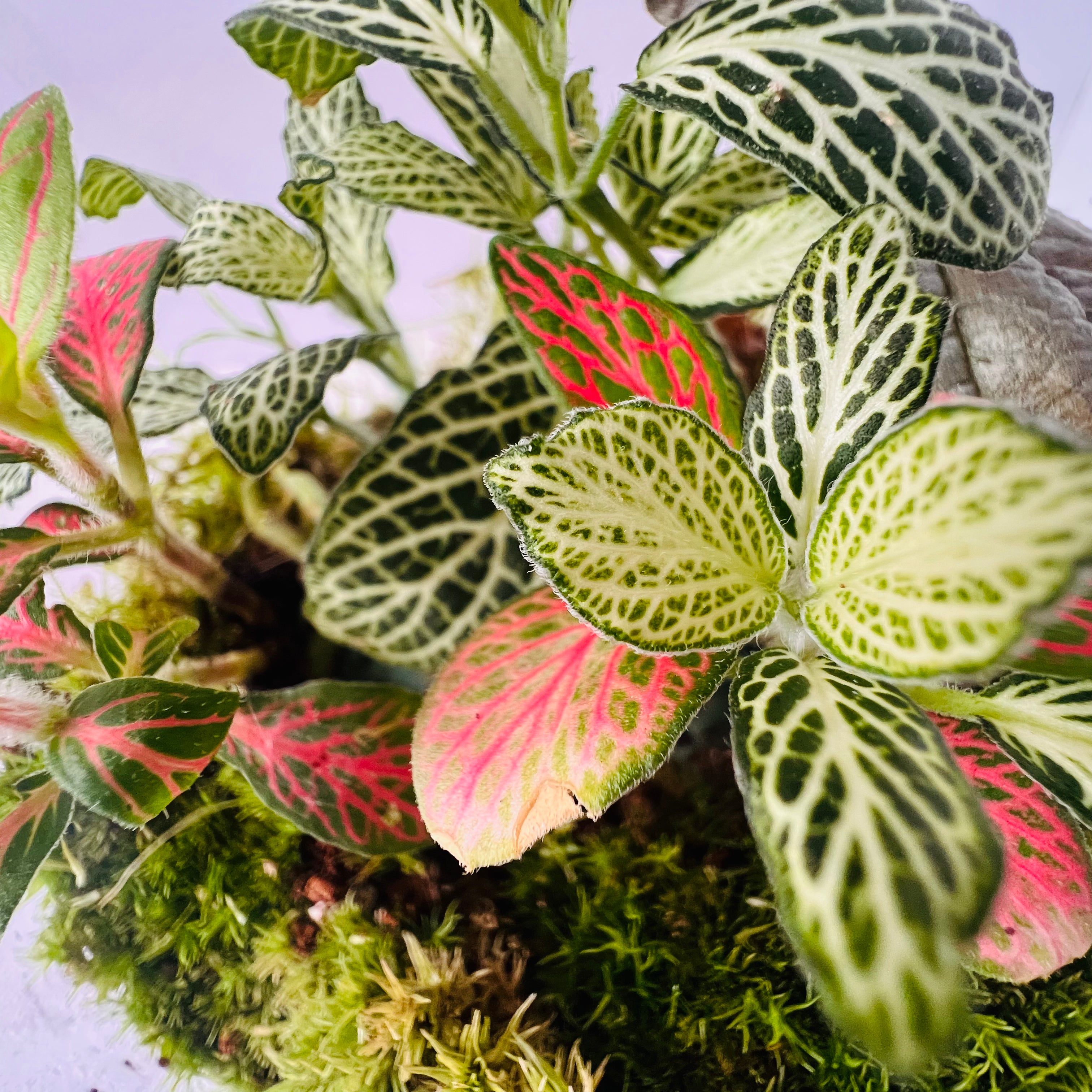 Mini Jar Terrarium Closed Terrarium Perfect Living Gift