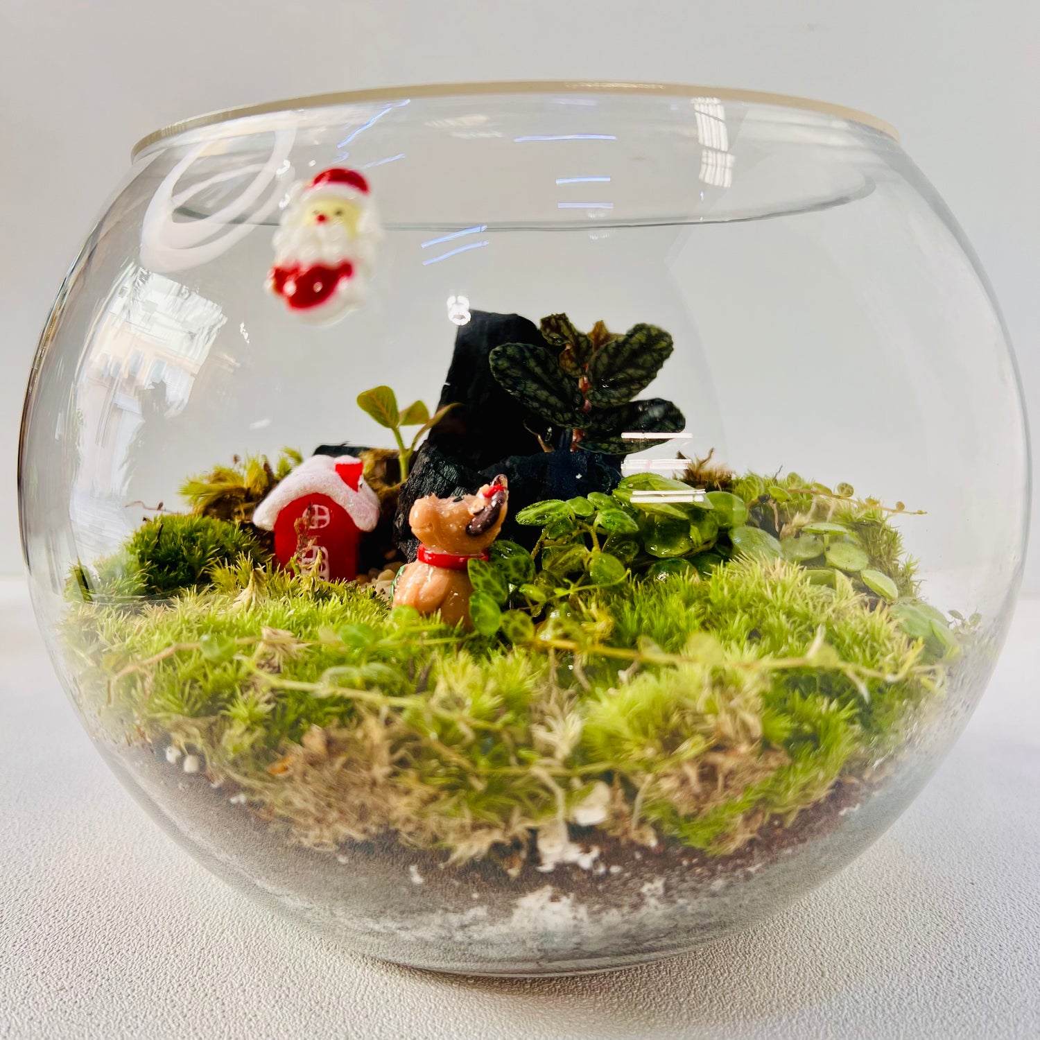 HouseChristmas Wonderland Moss Terrarium – Festive Mini Landscape with Live Plants, Reindeer &amp; Snowy Hieght 16cm Width 15cm