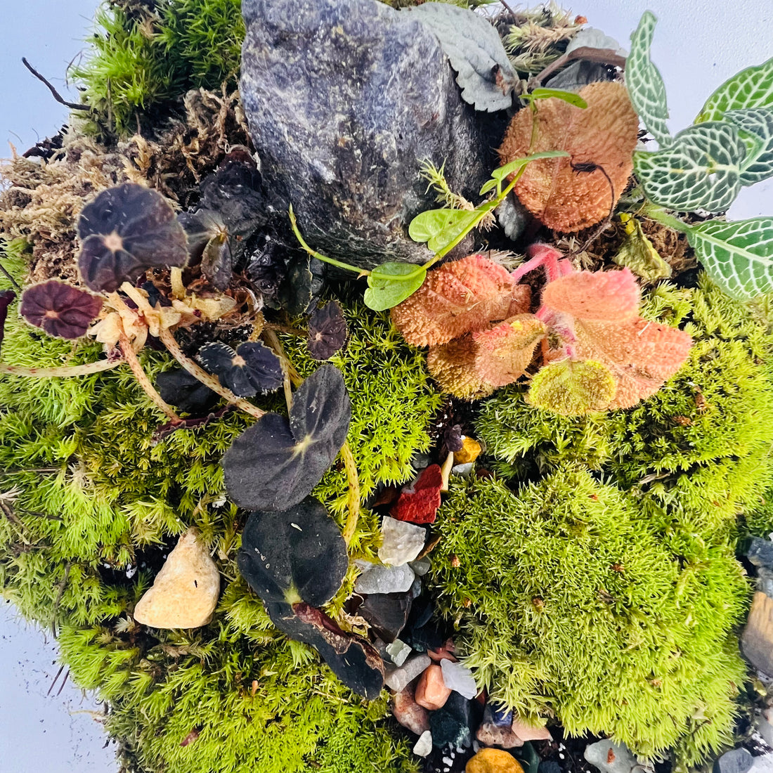 Premium Round Glass Terrarium with  Moss &amp; Miniature Forest Design Hieght : 18cm Width : 20cm