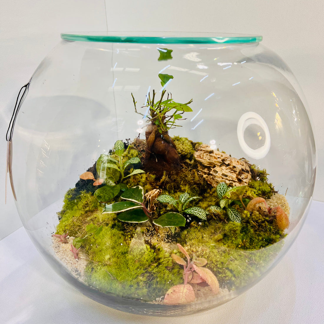 Elegant Terrarium with  Fern &amp; Plants A Miniature Green Paradise for Your Home or Office Higeht :  38cmWidth  : 38cm