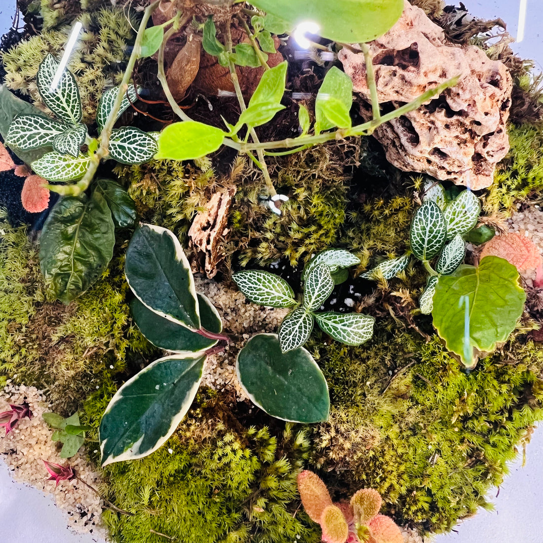 Elegant Terrarium with  Fern &amp; Plants A Miniature Green Paradise for Your Home or Office Higeht :  38cmWidth  : 38cm