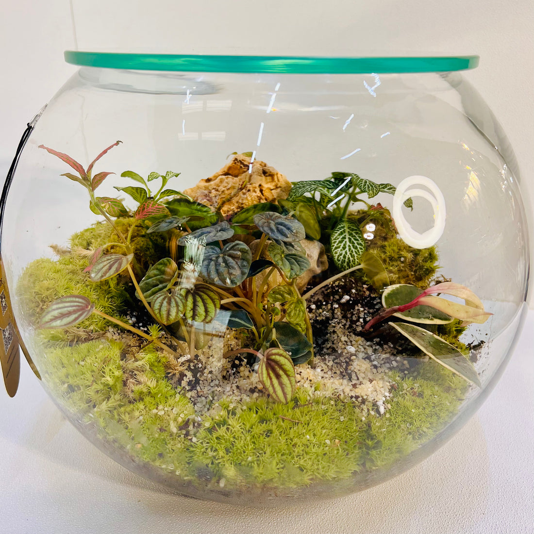 Closed Round Terrarium with Exotic Plants &amp; Tropical Moss Self-Sustaining Mini Ecosystem Hieght : 25cm Width : 25cm