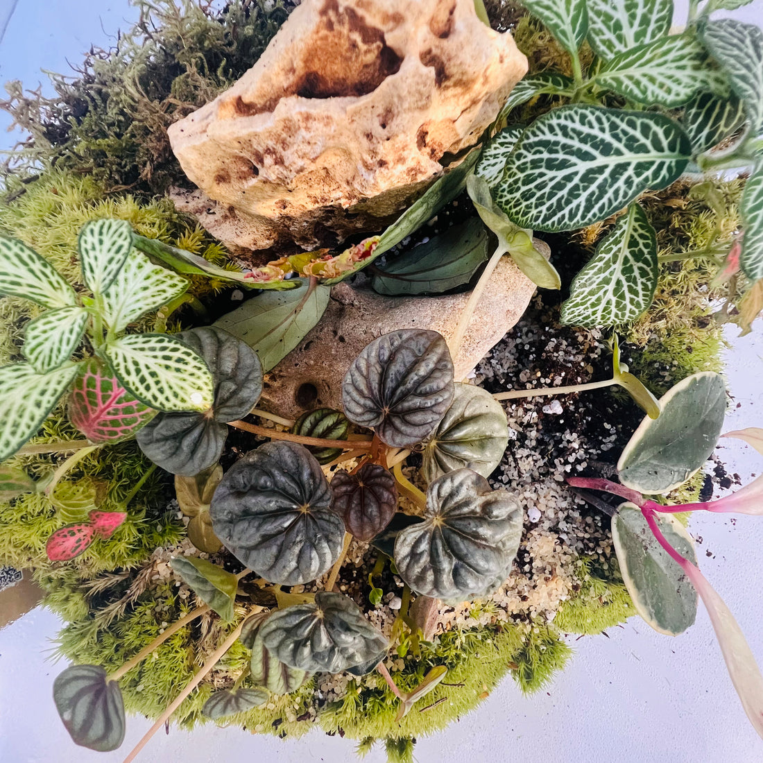 Closed Round Terrarium with Exotic Plants &amp; Tropical Moss Self-Sustaining Mini Ecosystem Hieght : 25cm Width : 25cm