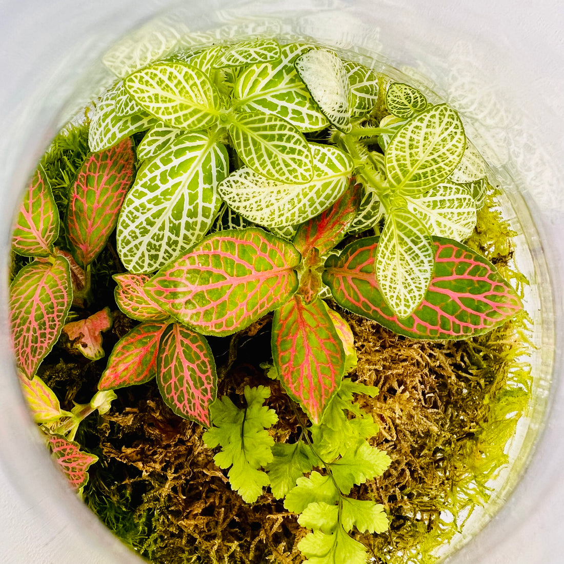 Elegant Glass Dome Terrarium with Ferns and Fittonia  Nature in a Jar Height: 23cmWidth: 12cm