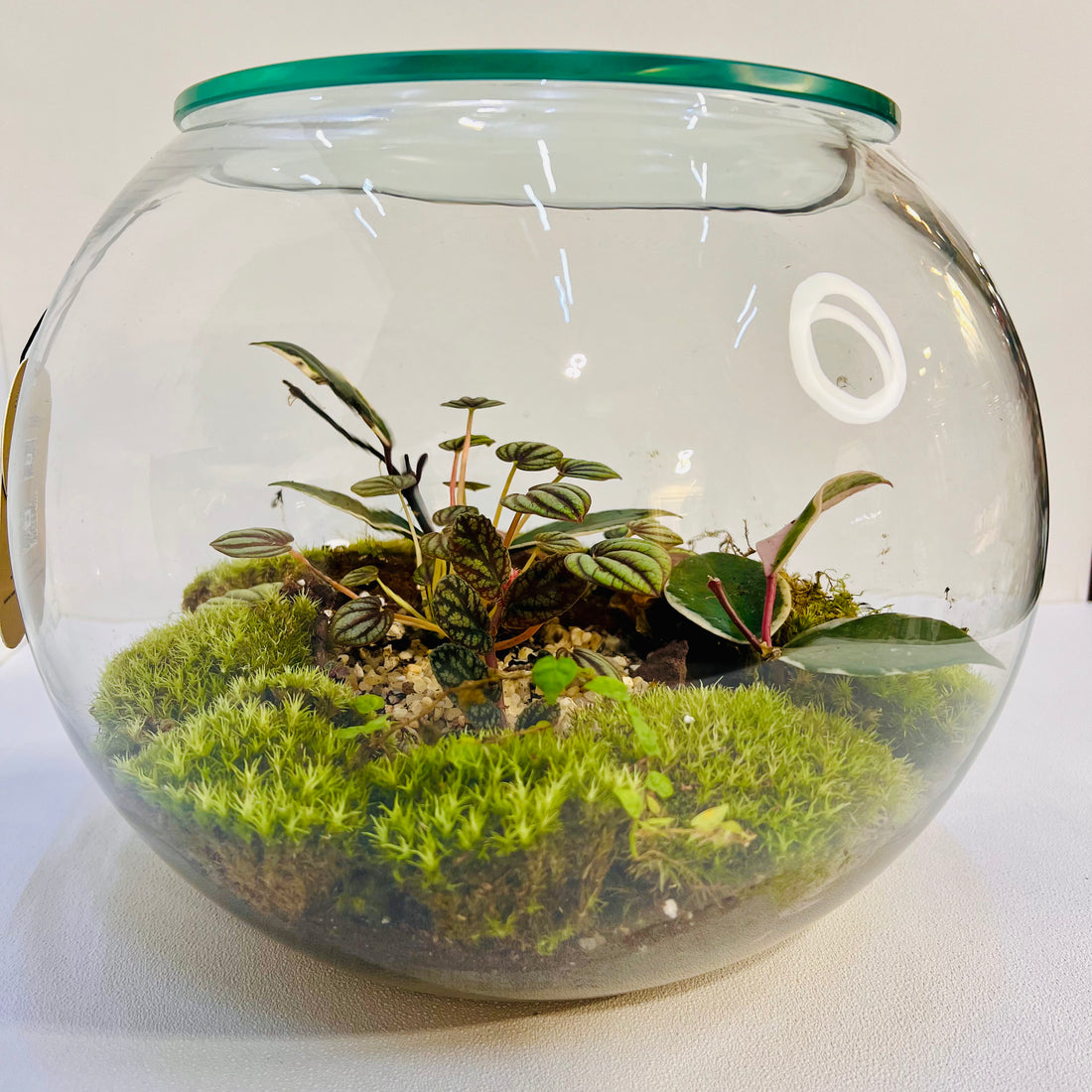 AquaStone Terrarium Closed Terrarium Perfect Living Gift ECO System Hieght 25cm width 25cm