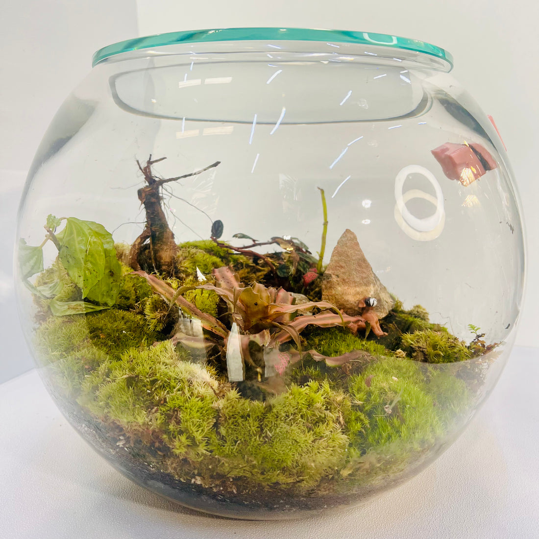 Nature Aura Terrarium Closed Terrarium Perfect Living Gift