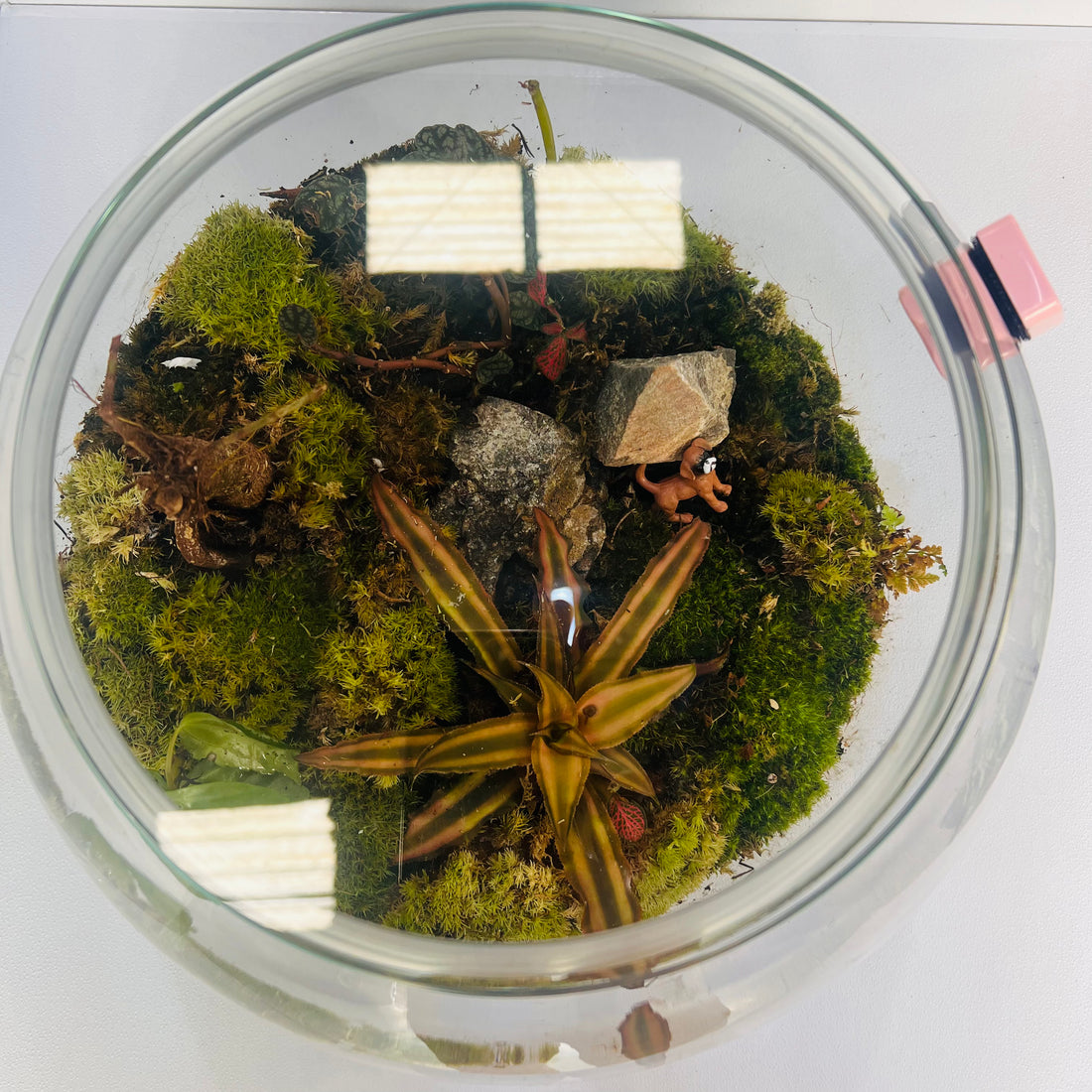 Nature Aura Terrarium Closed Terrarium Perfect Living Gift