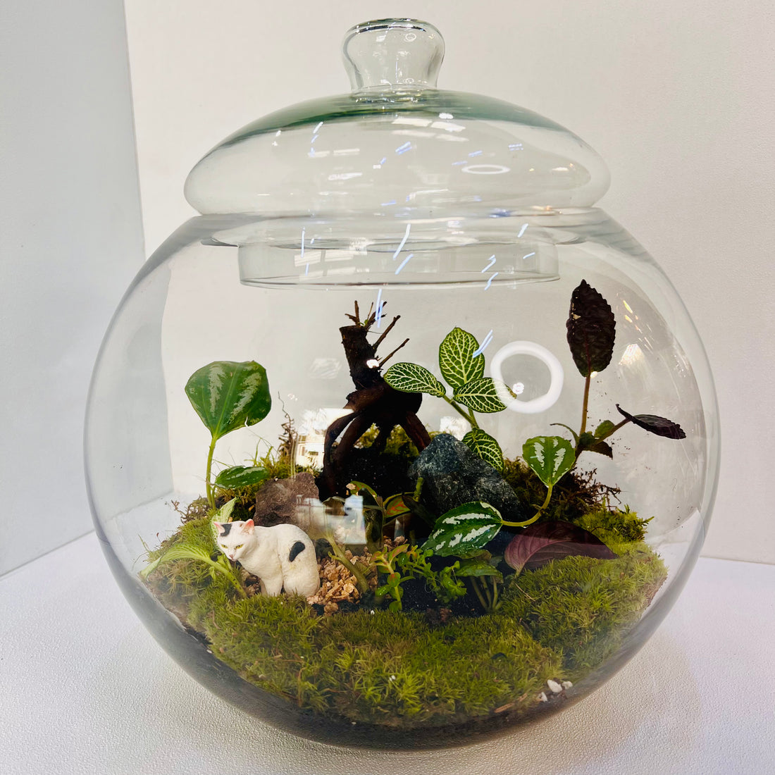 Verdant Calm Terrarium Closed Terrarium Perfect Living Gift Sustainable Eco System