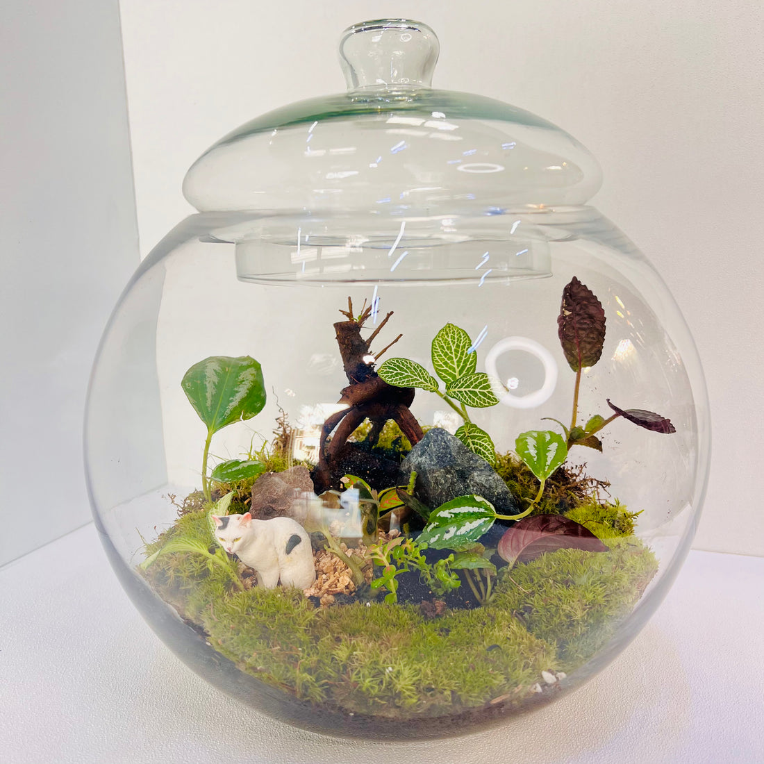 Verdant Calm Terrarium Closed Terrarium Perfect Living Gift Sustainable Eco System