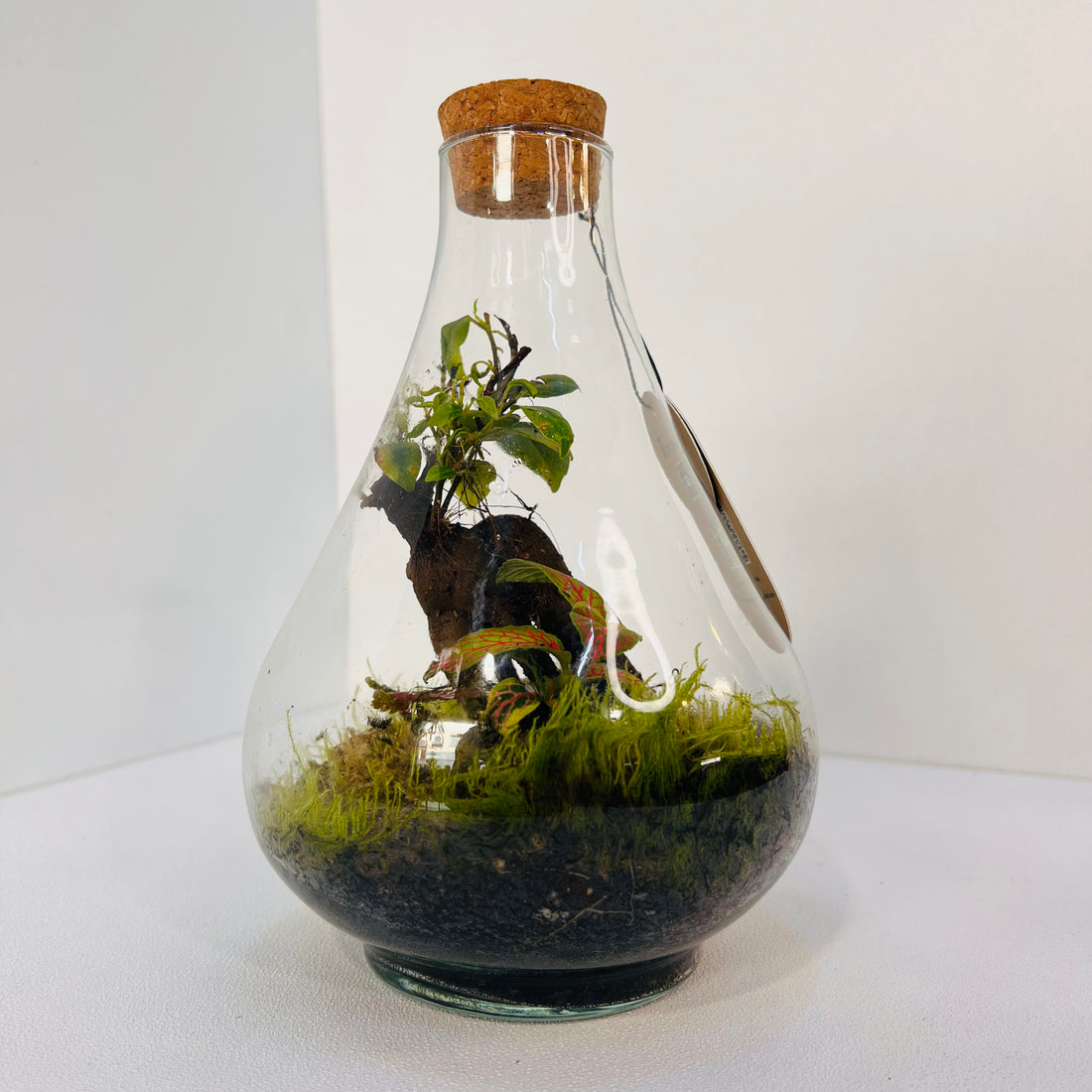 Jar Shaped Terrarium Bonsai Plant &amp; Moss Arrangement inside the Globe Glass