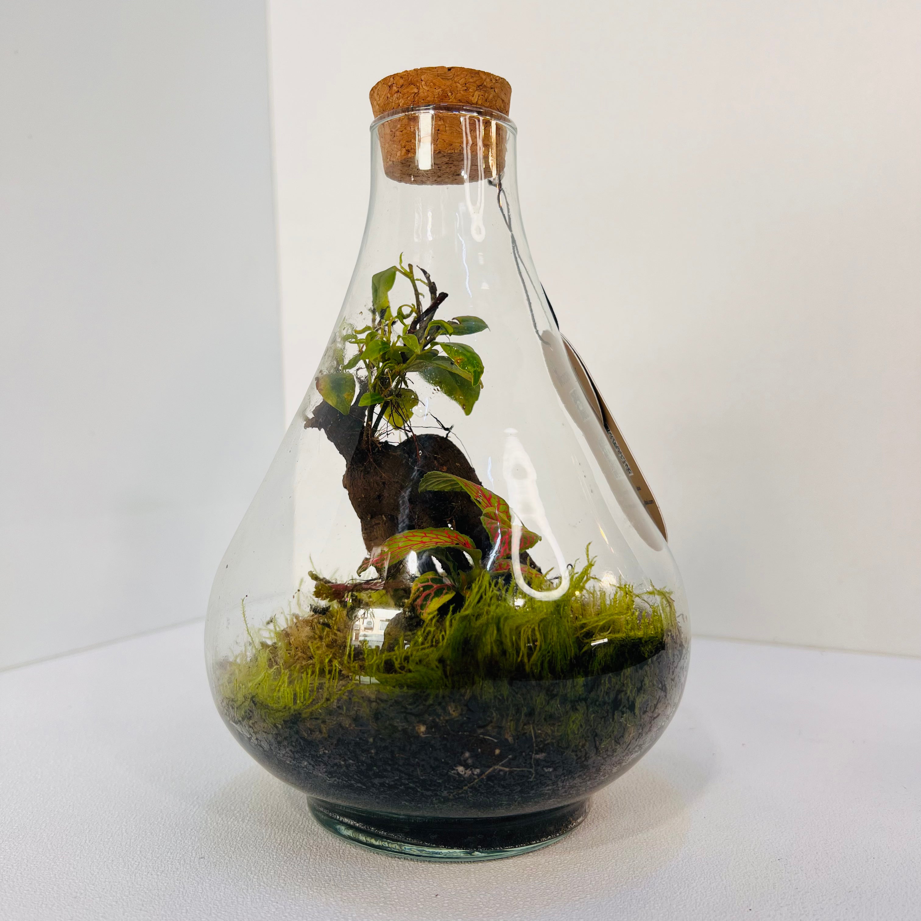 Jar Shaped Terrarium Bonsai Plant &amp; Moss Arrangement inside the Globe Glass