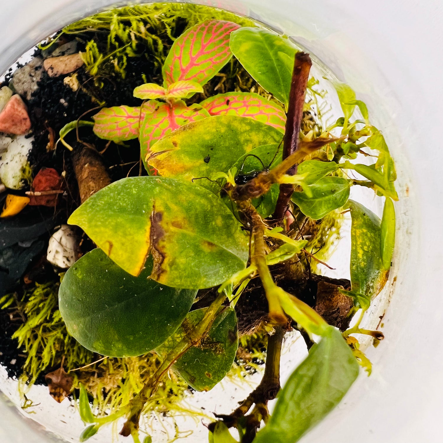 Jar Shaped Terrarium Bonsai Plant &amp; Moss Arrangement inside the Globe Glass