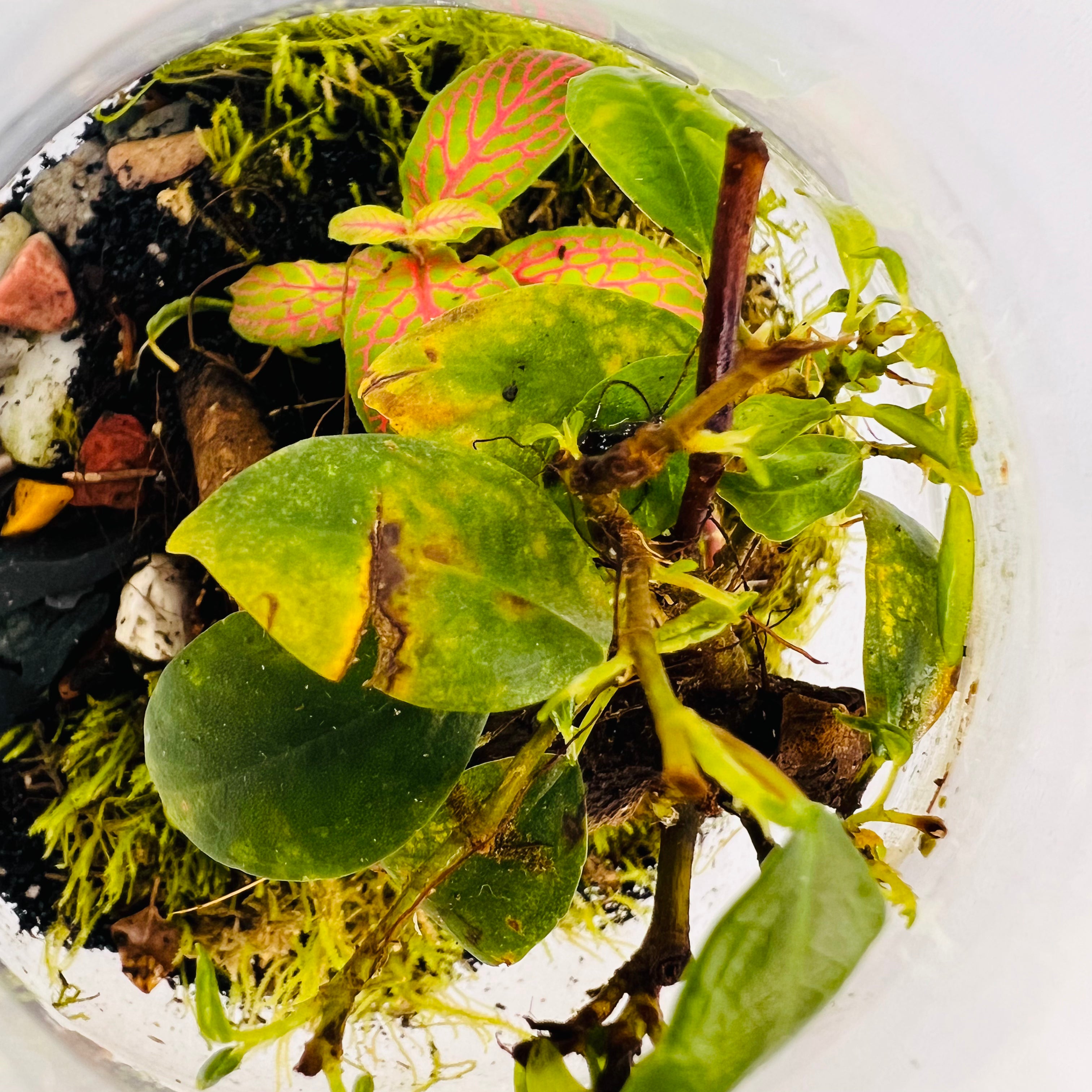Jar Shaped Terrarium Bonsai Plant &amp; Moss Arrangement inside the Globe Glass