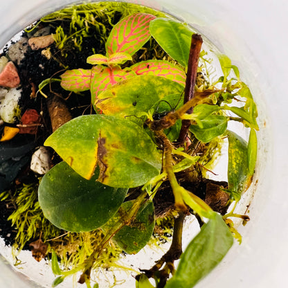 Jar Shaped Terrarium Bonsai Plant &amp; Moss Arrangement inside the Globe Glass