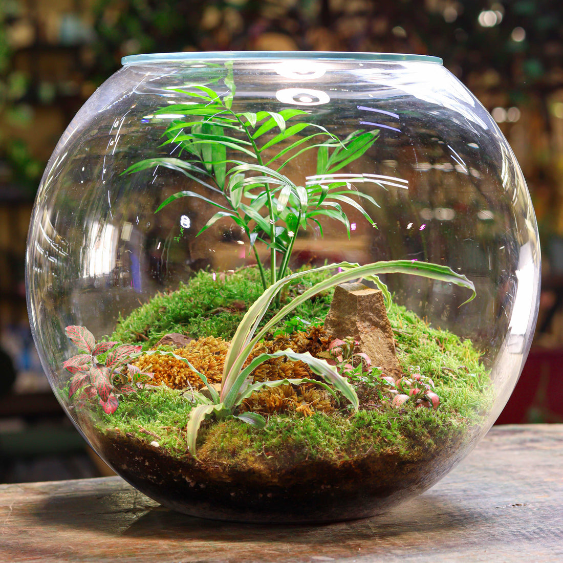 Refreshing Spot Terrarium