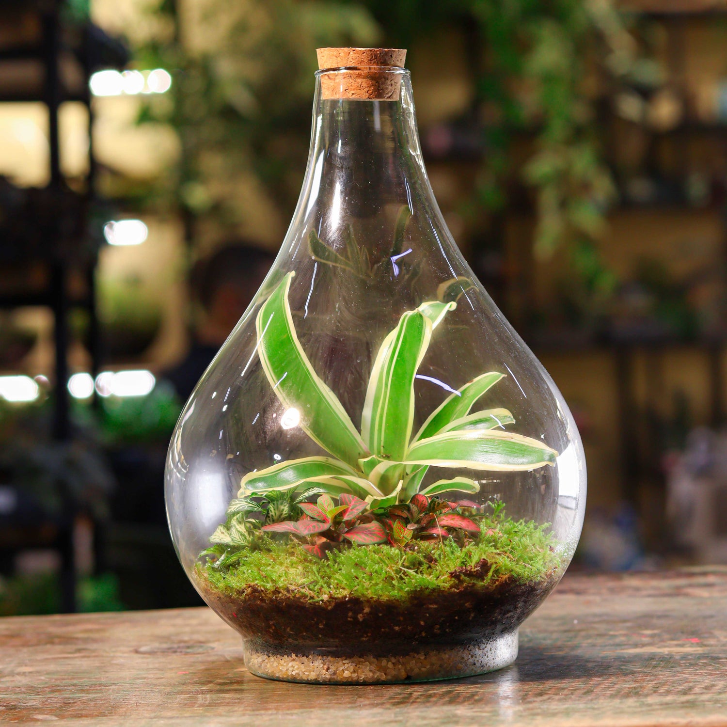 Mixed Centered Jungle Terrarium