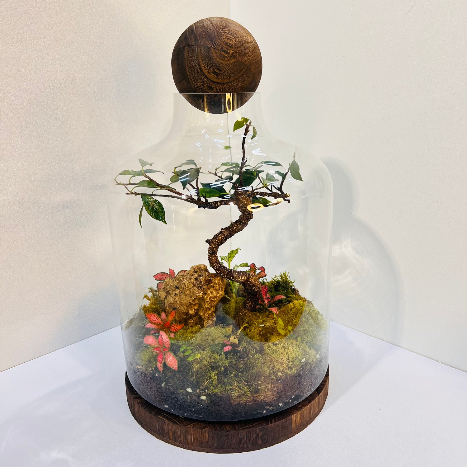 Elegant Bonsai Bottle Terrarium – Handcrafted Living Art in Glass Dome. Hieght : 48cm Width : 27cm