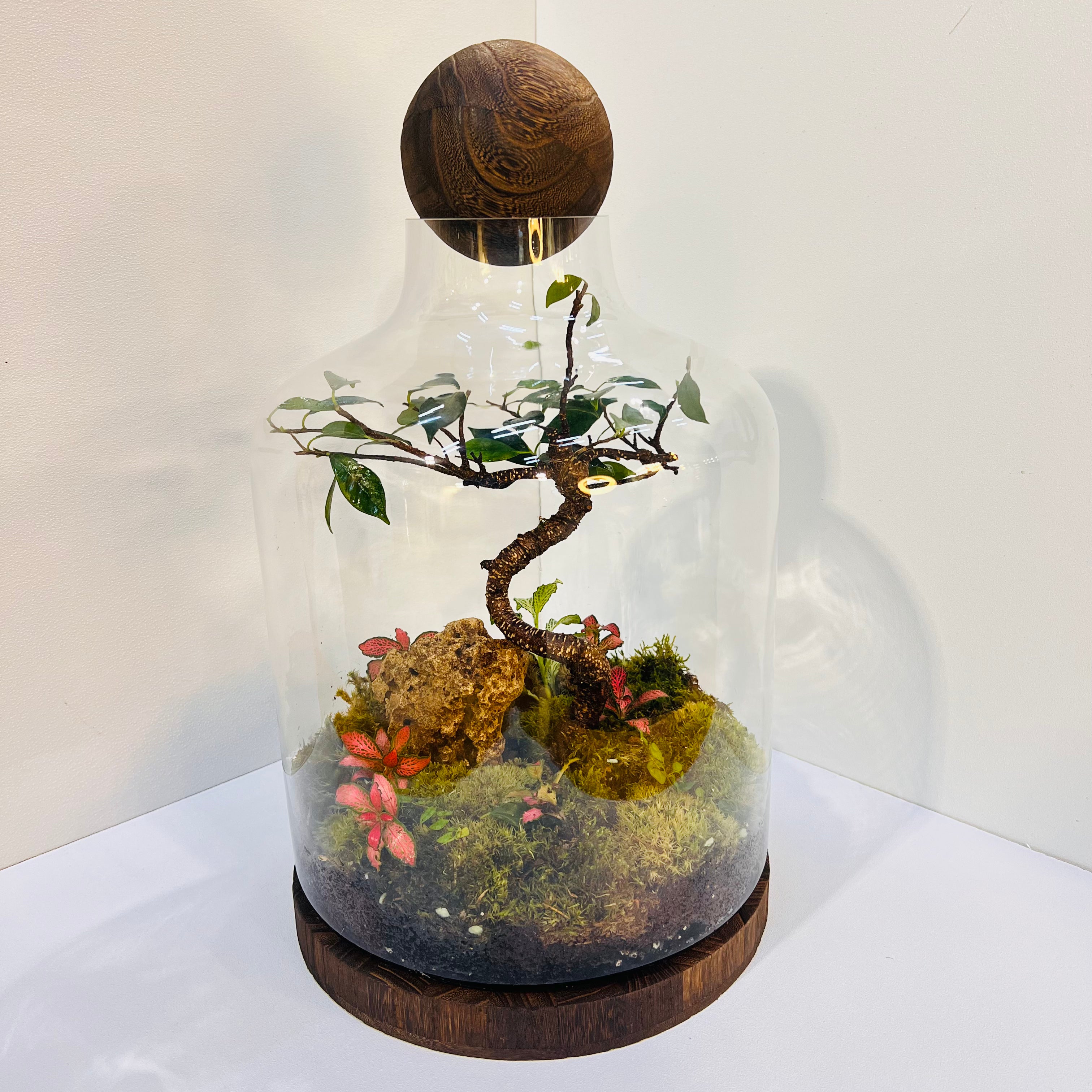 Elegant Bonsai Bottle Terrarium – Handcrafted Living Art in Glass Dome. Hieght : 48cm Width : 27cm