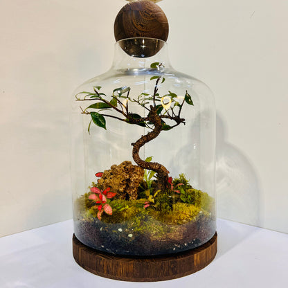 Elegant Bonsai Bottle Terrarium – Handcrafted Living Art in Glass Dome. Hieght : 48cm Width : 27cm