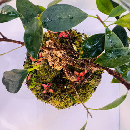 Elegant Bonsai Bottle Terrarium – Handcrafted Living Art in Glass Dome. Hieght : 48cm Width : 27cm