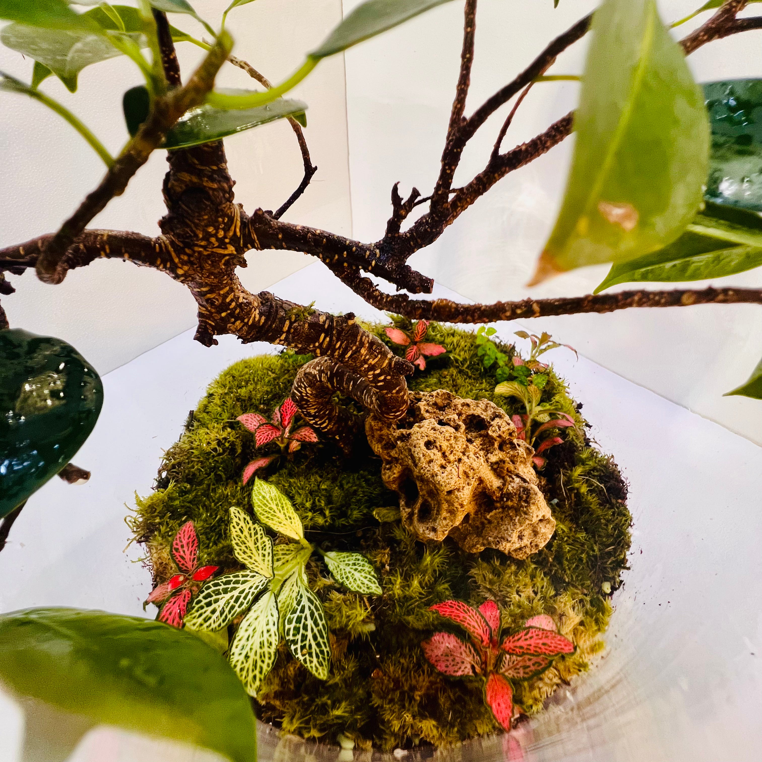 Elegant Bonsai Bottle Terrarium – Handcrafted Living Art in Glass Dome. Hieght : 48cm Width : 27cm