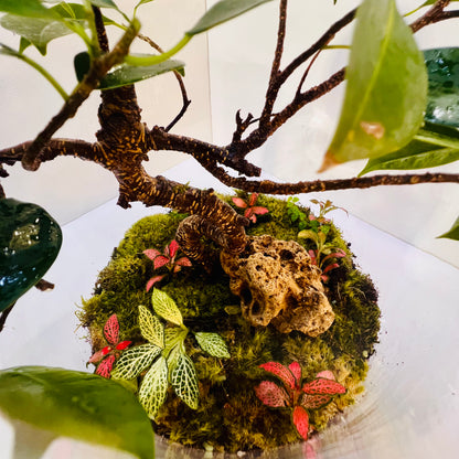 Elegant Bonsai Bottle Terrarium – Handcrafted Living Art in Glass Dome. Hieght : 48cm Width : 27cm