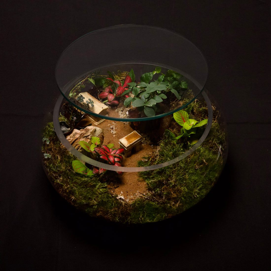 Tropical Closed Terrarium Garden – Mini Indoor Ecosystem in Glass height 15cm width 30cm