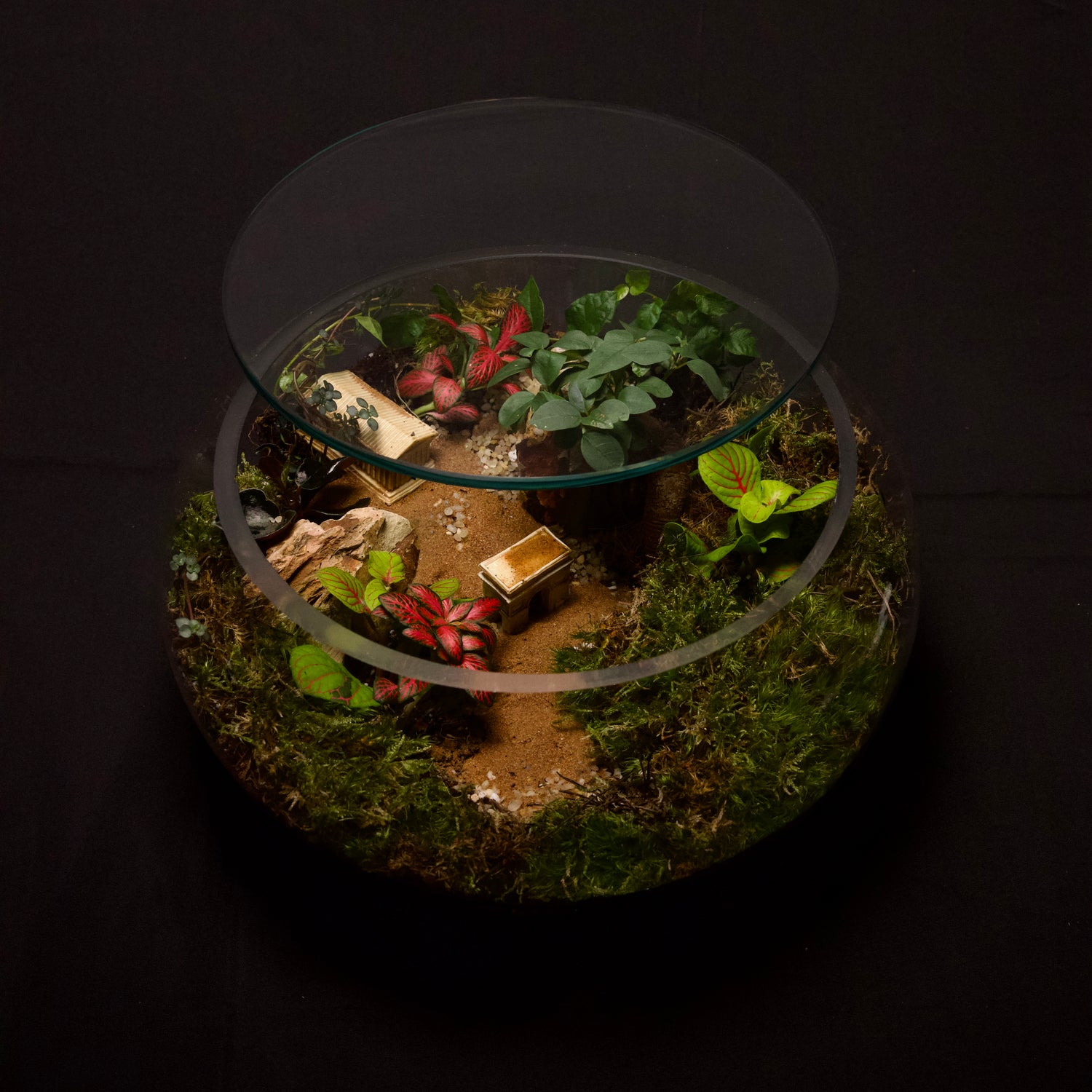 Tropical Closed Terrarium Garden – Mini Indoor Ecosystem in Glass height 15cm width 30cm