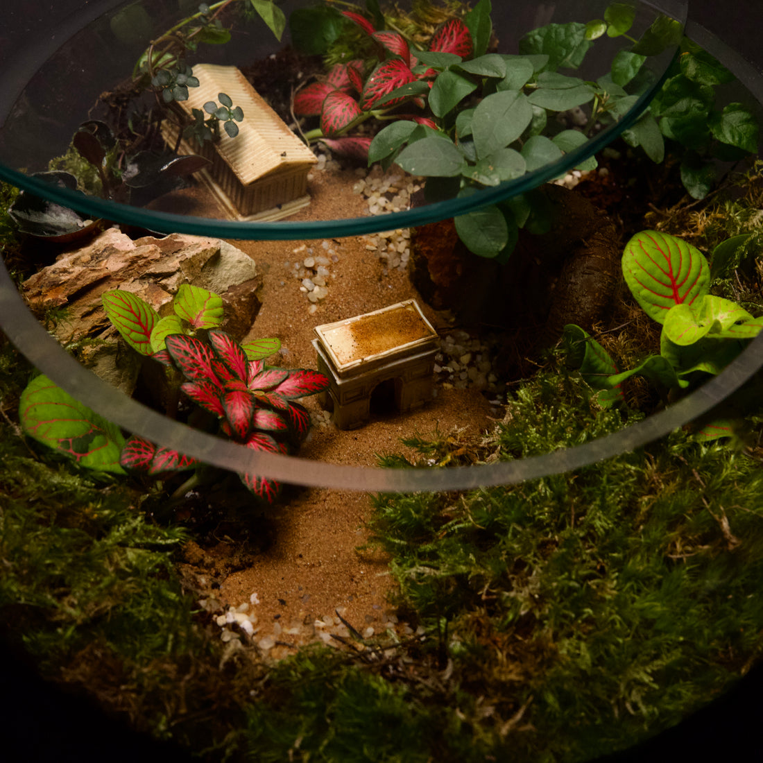 Tropical Closed Terrarium Garden – Mini Indoor Ecosystem in Glass height 15cm width 30cm