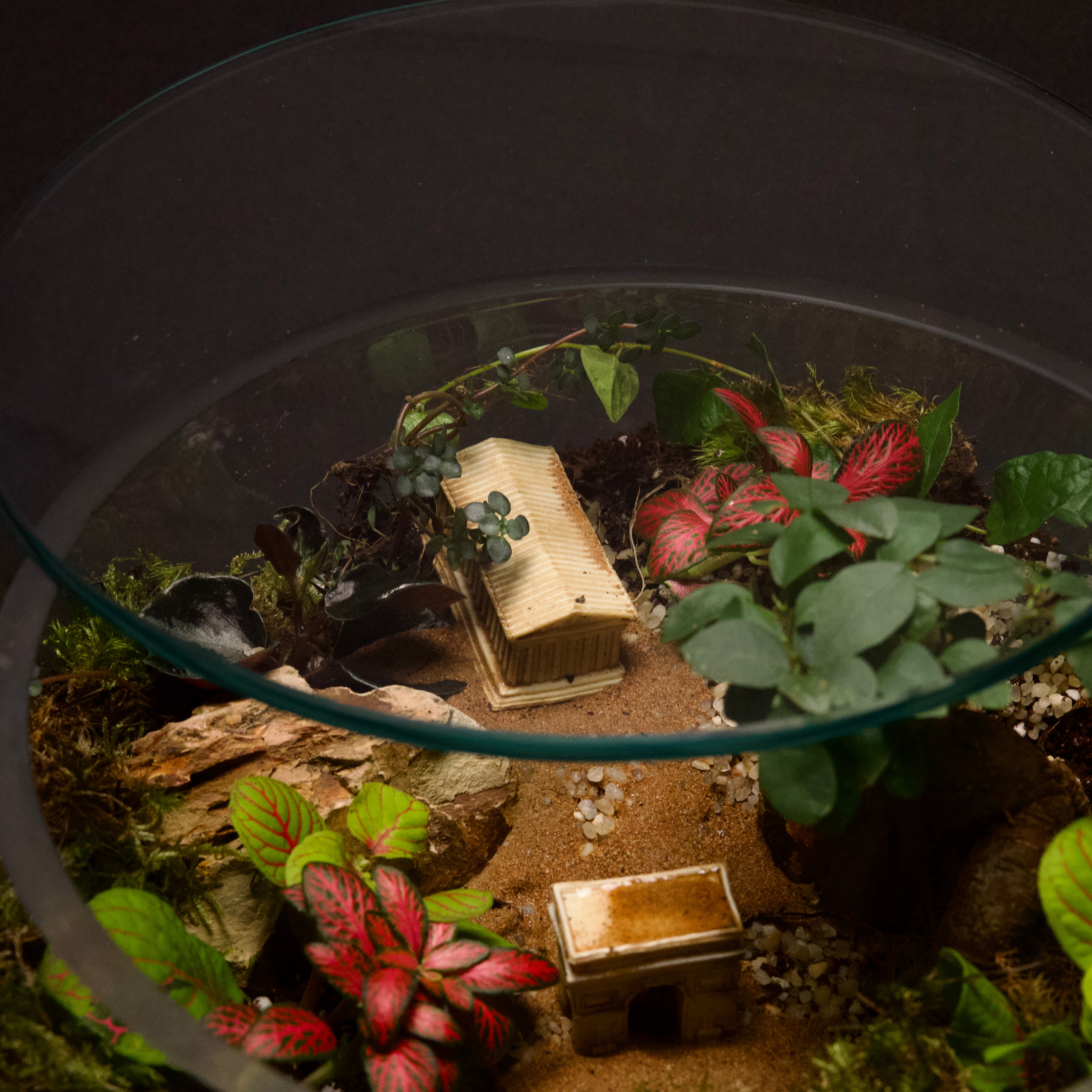 Tropical Closed Terrarium Garden – Mini Indoor Ecosystem in Glass height 15cm width 30cm