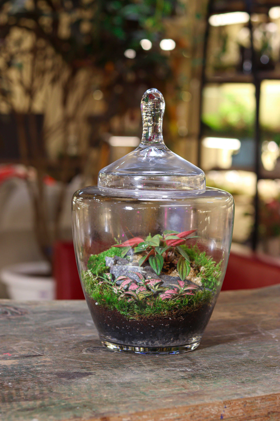 Red Star Terrarium