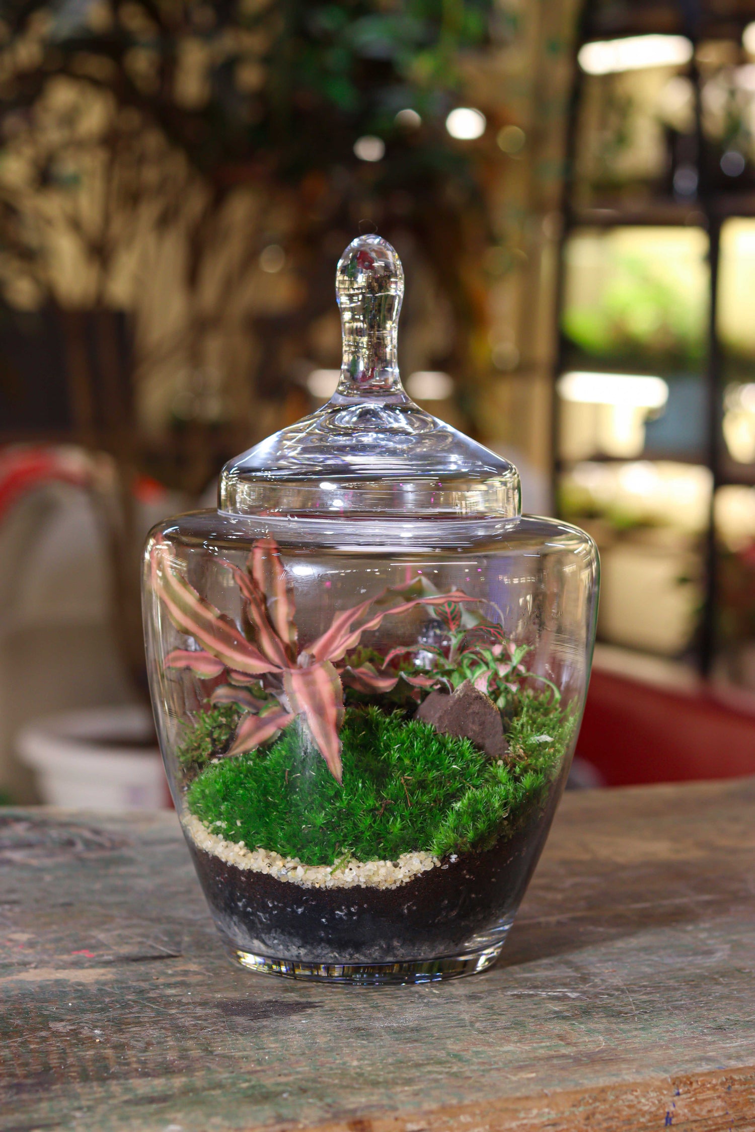 Red Riot Rock Terrarium