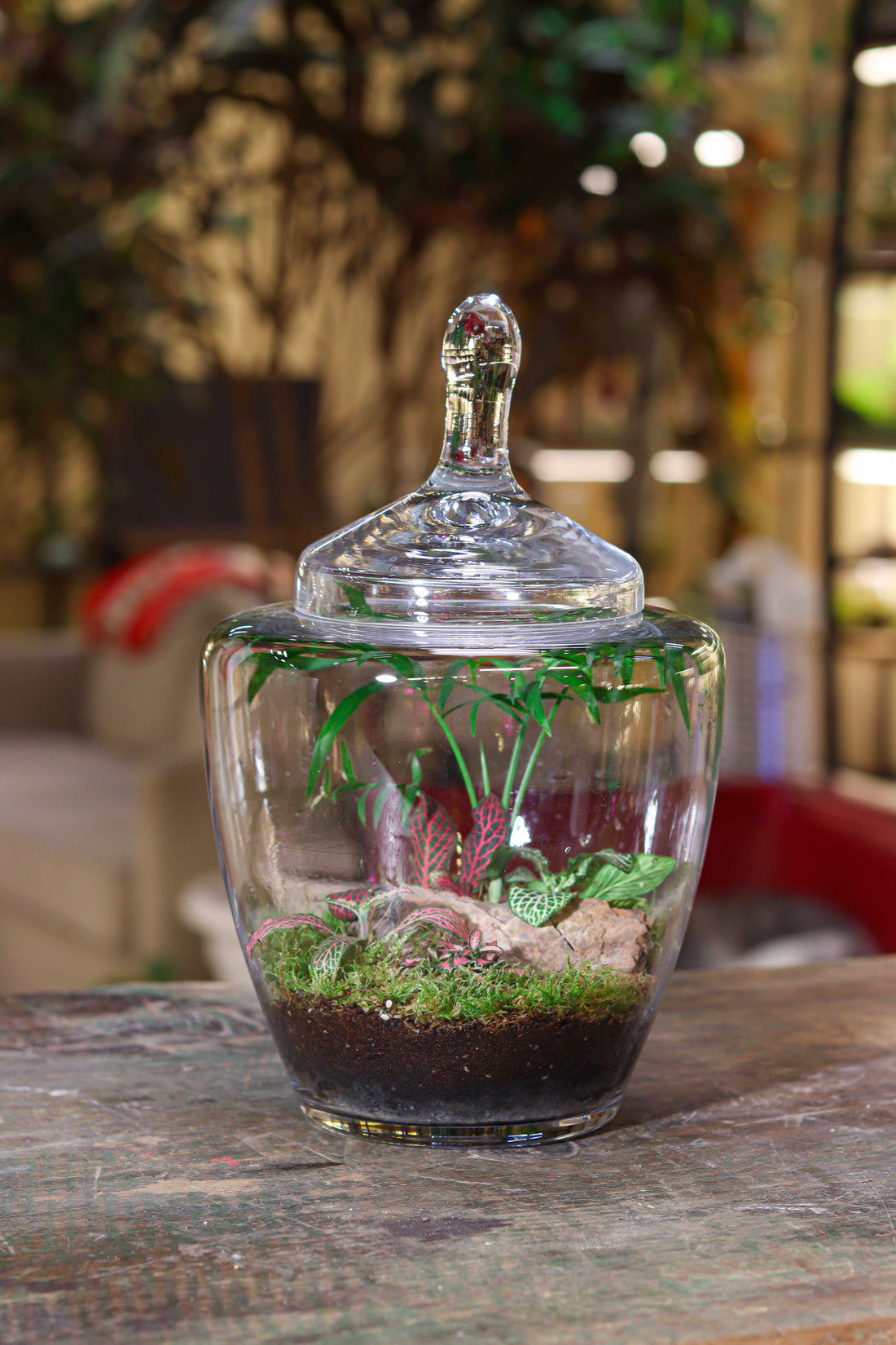 Sweet Home Terrarium