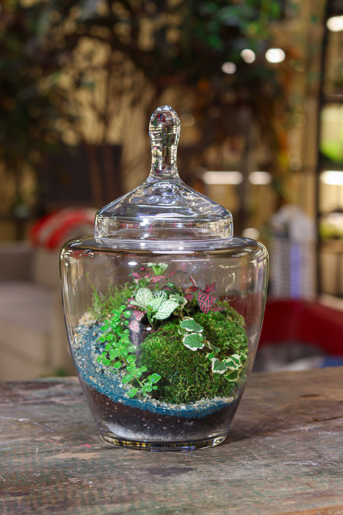 Fascinating Chaos Terrarium