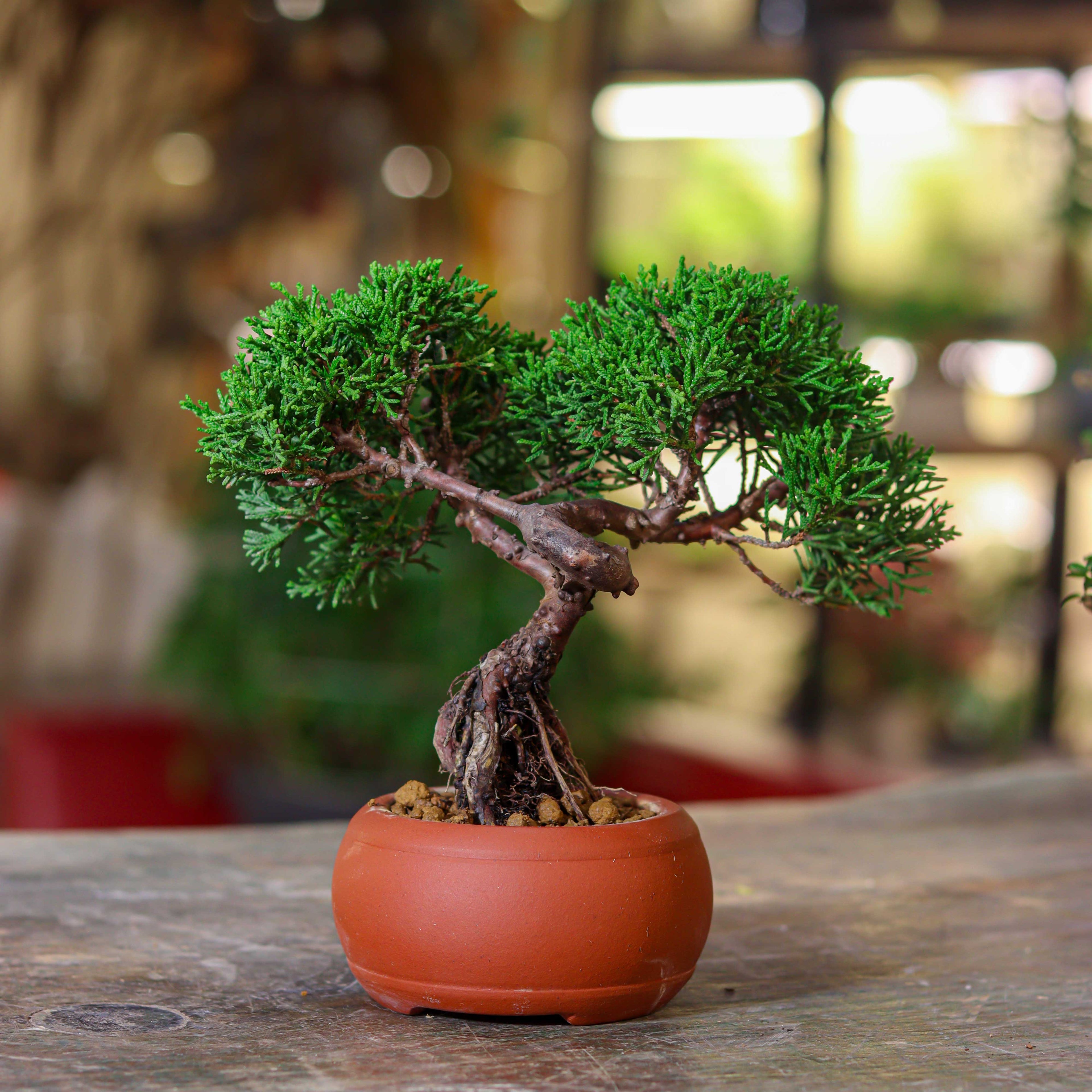 Juniper Bonsai