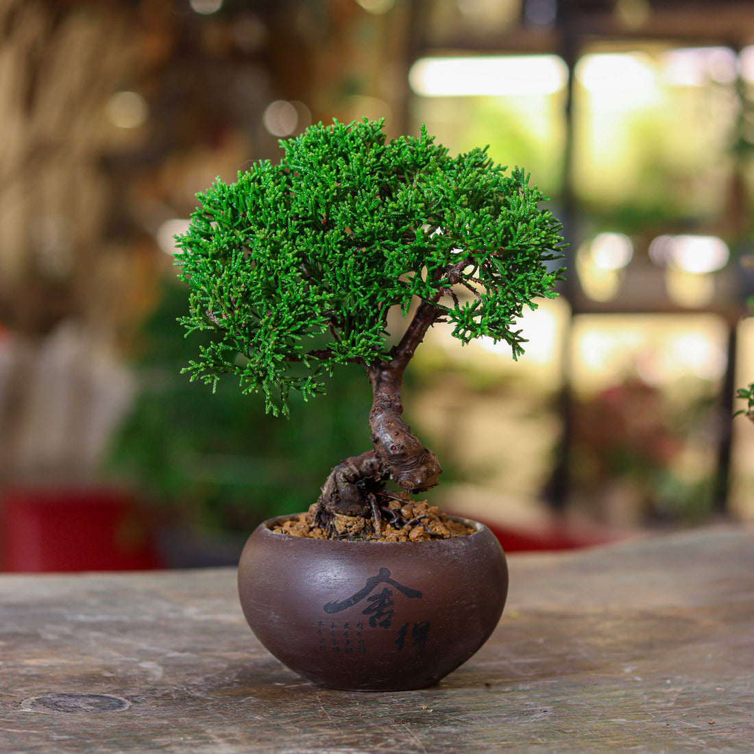 Juniper Bonsai