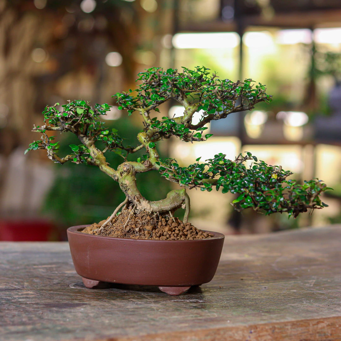 Ficus Bonsai