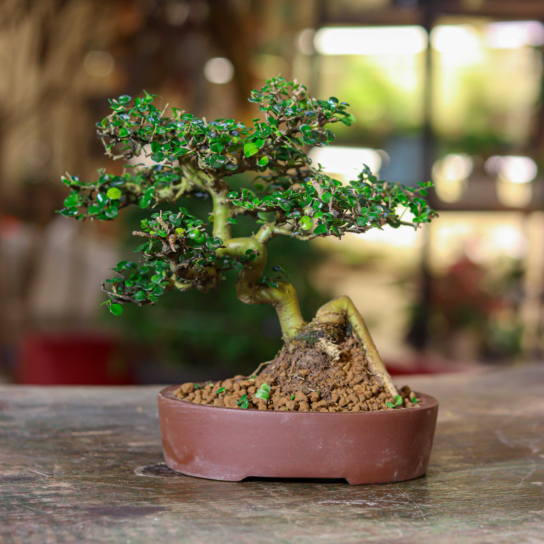 Ficus Bonsai