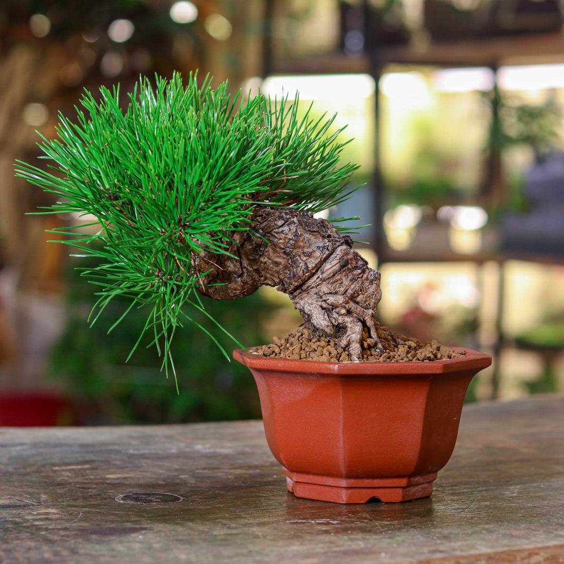 Black Pine Bonsai