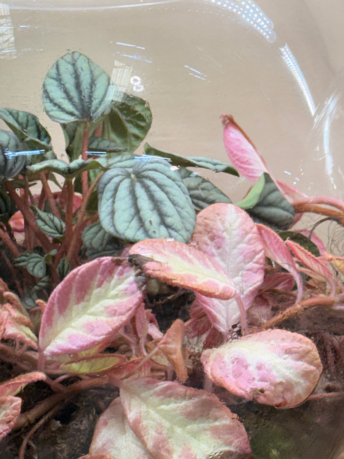 Blush Pink Closed Terrarium Mini Ecosystem – Fittonia &amp; Peperomia Glass Garden