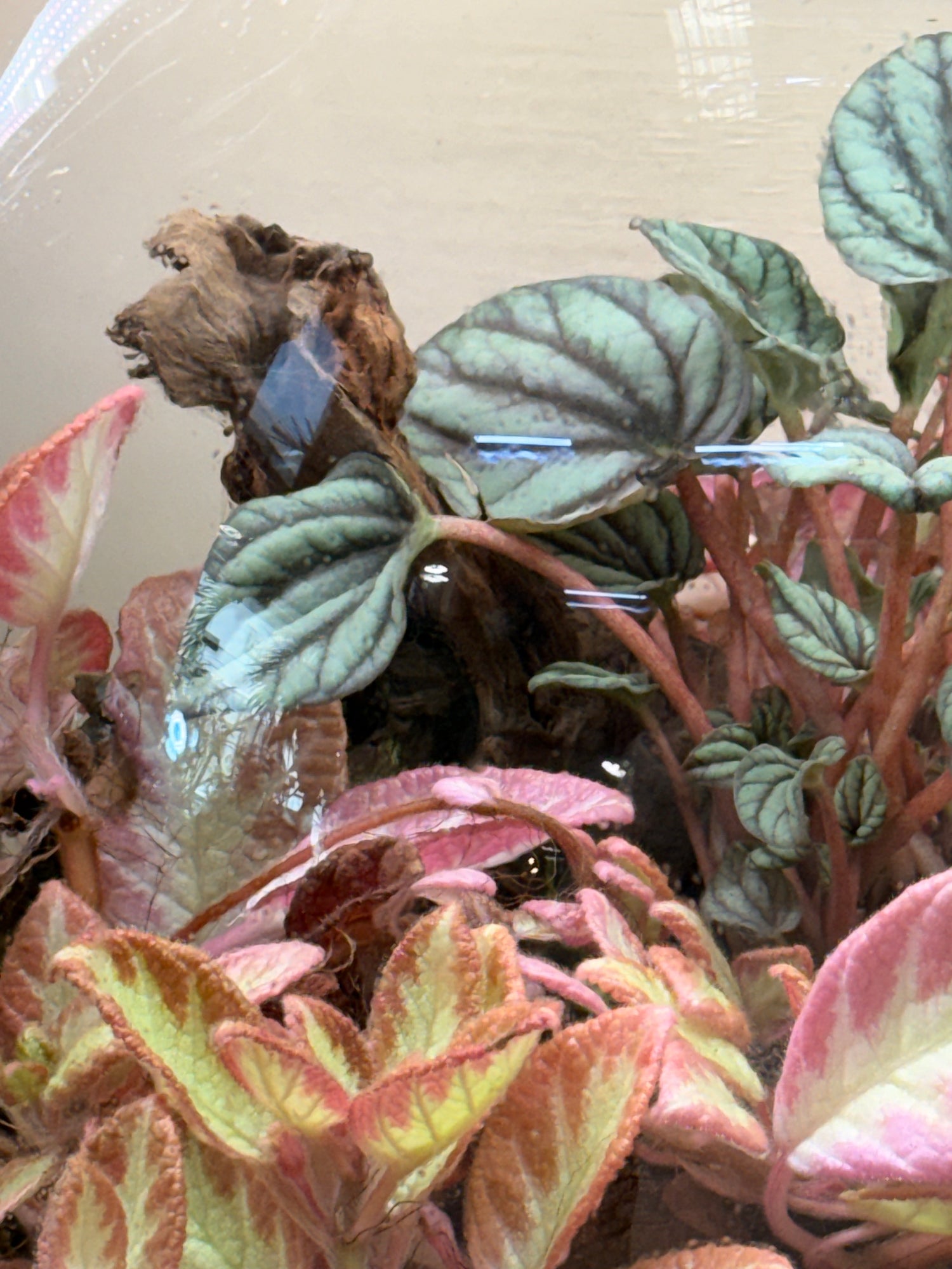 Blush Pink Closed Terrarium Mini Ecosystem – Fittonia &amp; Peperomia Glass Garden 35x40cm