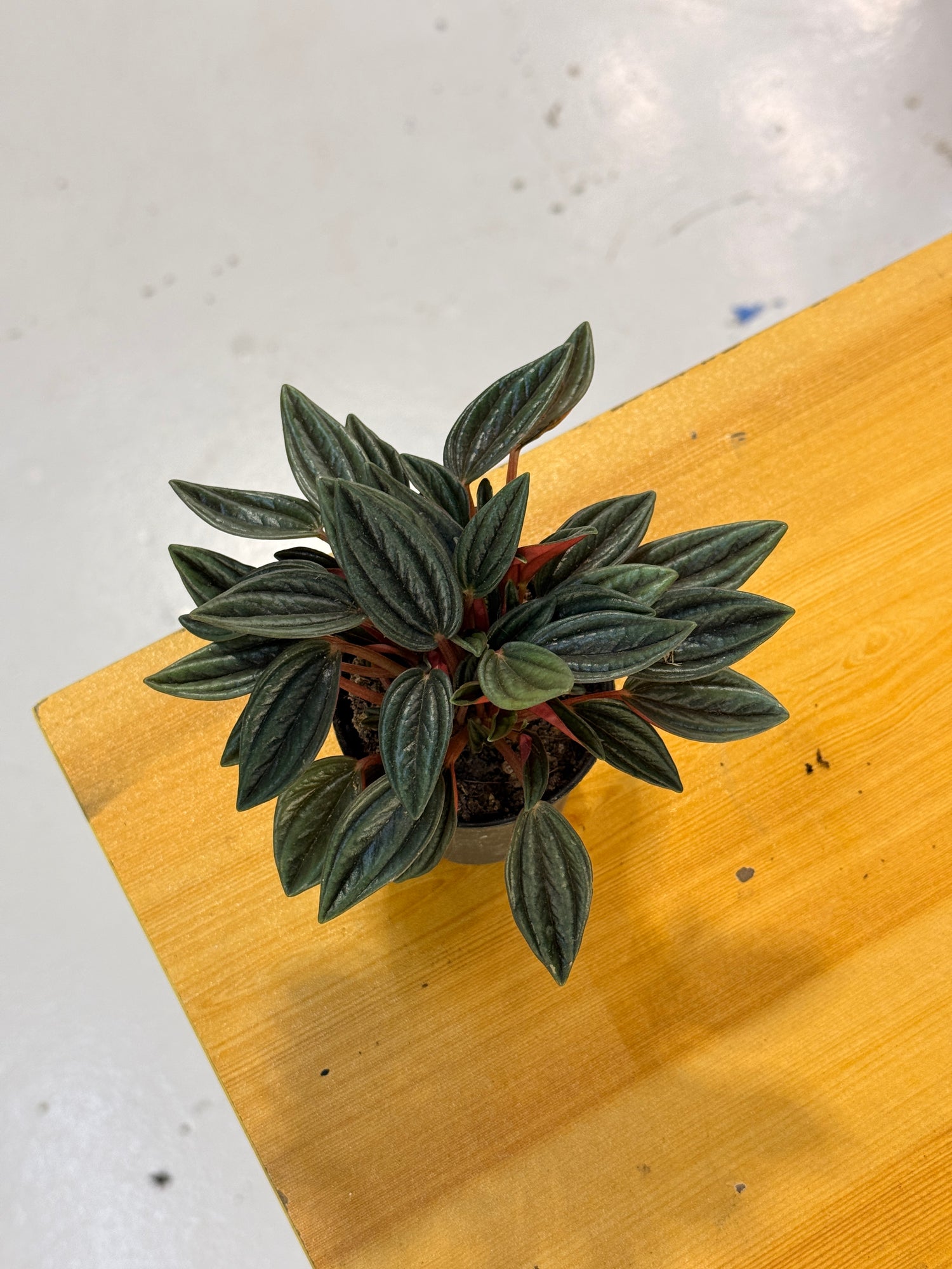 Big Peperomia Caperata Emerald Ripple Rare Exotic Mini Indoor Plant