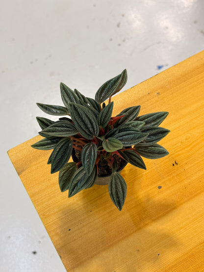Big Peperomia Caperata Emerald Ripple Rare Exotic Mini Indoor Plant
