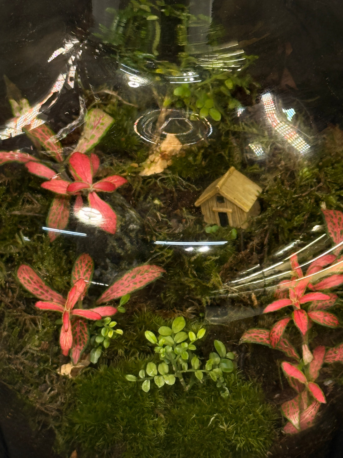 Pink Fairy Garden Closed Terrarium Ecosystem – Mini Moss Cottage Landscape